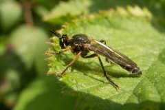 Dioctria rufipes - Common Red-legged Robberfly, Lindrick Common