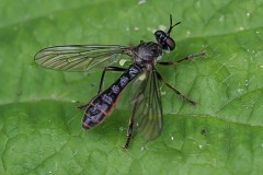 Dioctria baumhaueri, Thorne Moor