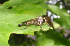 Machimus atricapillus - Robber Fly, Chesterfield Canal, Ranby, Notts.