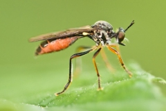 Dioctria rufipes - Robber Fly. Sherwood Forest, Notts