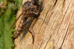 Machimus cingulatus - Robber Fly, Anson Stones.