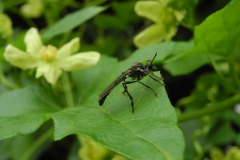 Dioctria hyalipennis - Stripe-legged Robber Fly, Chesterfield Canal, Ranby, Notts