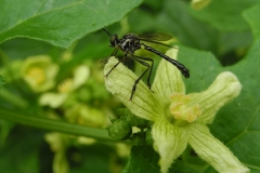 Dioctria hyalipennis - Stripe-legged Robber Fly, Chesterfield Canal, Ranby, Notts