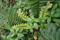 Soft shield fern (Polystichum setiferum), Norwood Wood