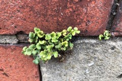 Wall-rue - Asplenium ruta-muraria, Bentley.