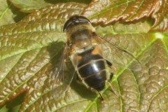 Eristalis pertinax (female)