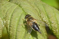 Eristalis pertinax (female)