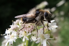 Cheilosia illustrata, Whitwell Wood, Derbyshire