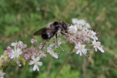 Cheilosia illustrata, Whitwell Wood, Derbyshire