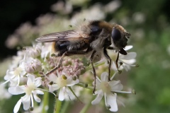 Cheilosia illustrata, Whitwell Wood, Derbyshire