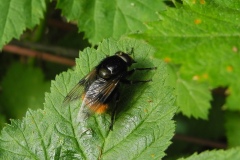 Criorhina ranunculi, Danes Hill NR, Notts