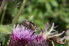 Hoverfly - Eristalinus sepulchralis, Idle Valley NR, Notts