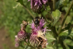 Hoverfly - Eristalinus sepulchralis, Idle Valley NR, Notts