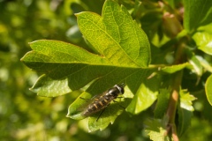 Melangyna lasiophthalma, Woodsetts