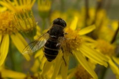 Eristalis arbustorum, Spalford Warren, Lincs