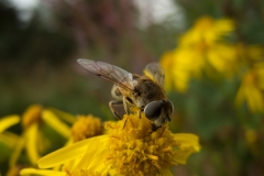 Eristalis arbustorum, Spalford Warren, Lincs