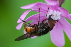 Rhingia campestris, Lathkill Dale, Derbyshire