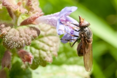 Rhingia campestris, Deep Dale, Derbyshire