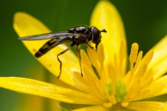 Melanostoma scalare, Gamston Wood, Notts