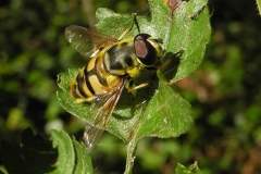 Myathropa florea, Lindrick Common