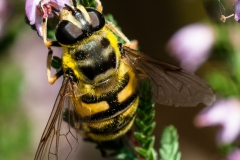 Myathropa florea, Hatfield