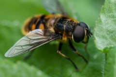 Myathropa florea, Lindrick Common