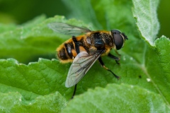 Myathropa florea, Conjure Alders, Notts.