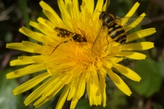 Syrphus ribesii. Lindrick Common.