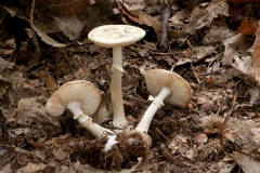 Amanita citrina, Clumber Park NT, Notts