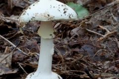 Amanita citrina - False Deathcap, Clumber Park NT, Notts.