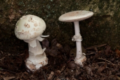 Amanita citrina - False Deathcap, Clumber Park NT, Notts.