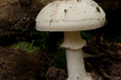 Amanita citrina - False Deathcap, Clumber Park NT, Notts.