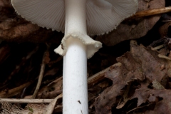 Amanita citrina - False Deathcap, Clumber Park NT, Notts.