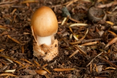 Amanita crocea - Orange Grisette, Clumber Park NT, Notts.