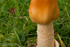 Amanita crocea - Orange Grisette, Longshaw NT, Derbyshire.