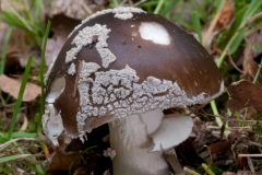 Amanita excelsa var spissa - Grey Spotted Amanita, Eckington Wood, Derbyshire.