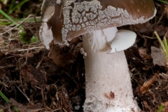 Amanita excelsa var spissa - Grey Spotted Amanita, Eckington Wood, Derbyshire.