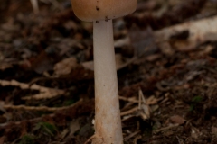 Amanita fulva, Budby Common, Notts.