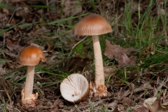 Amanita fulva, Budby Common, Notts.