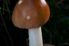 Amanita fulva - Tawny Grissette, Longshaw NT, Derbyshire.