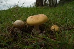 Amanita gemmata, Barrow Hills, Notts.