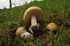 Amanita gemmata, Barrow Hills, Notts.