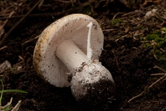 Amanita gemmata, Barrow Hills, Notts.