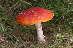 Amanita muscaria - Fly Agaric, Anston Stones Wood.