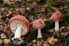 Amanita muscaria - Fly Agaric, Loxley, Sheffield.