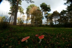 Amanita muscaria - Fly Agaric,