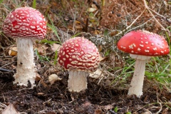 Amanita muscaria - Fly Agaric, Loxley, Sheffield.