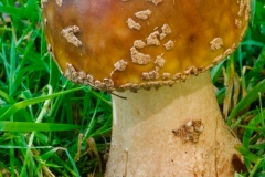 Amanita rubescens - The Blusher, Longshaw NT, Derbyshire.