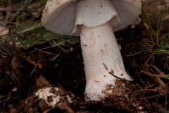 Amanita rubescens - The Blusher, Budby Common, Notts.