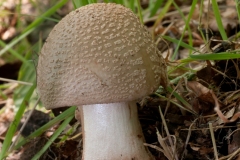 Amanita rubescens - The Blusher, Eckington Wood, Derbyshire.